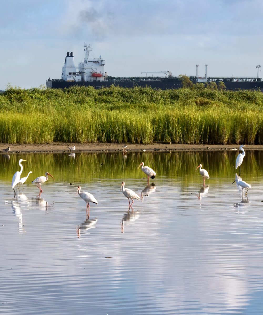 The flock of white american ibises fishing in the Galveston bay and refkecting in the water