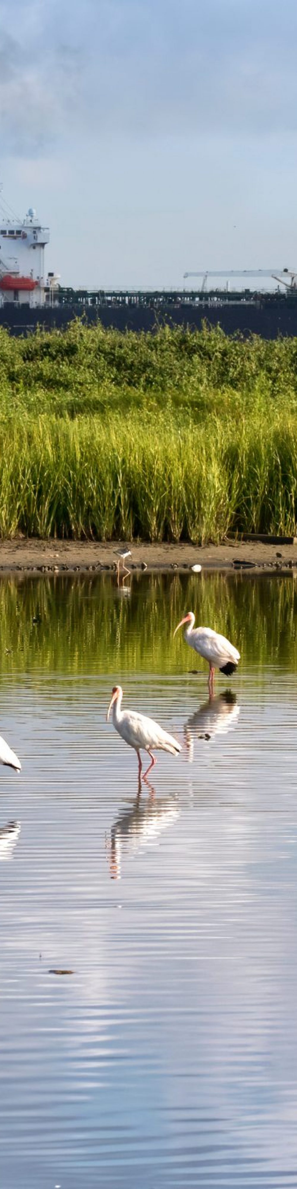 The flock of white american ibises fishing in the Galveston bay and refkecting in the water
