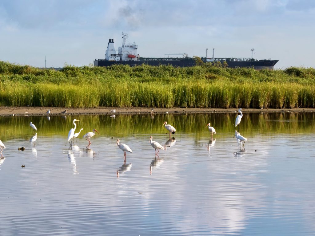 The flock of white american ibises fishing in the Galveston bay and refkecting in the water